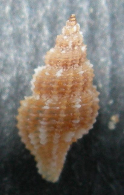 Raphitoma dalla Tunisia